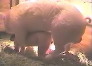 giant pig takes advantage of naked farmer and fuck him like an animal from behind.